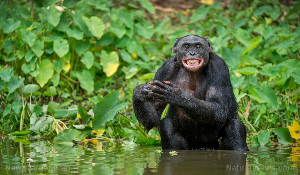 Image: Scientists say chimpanzees use language that follows rules similar to ours