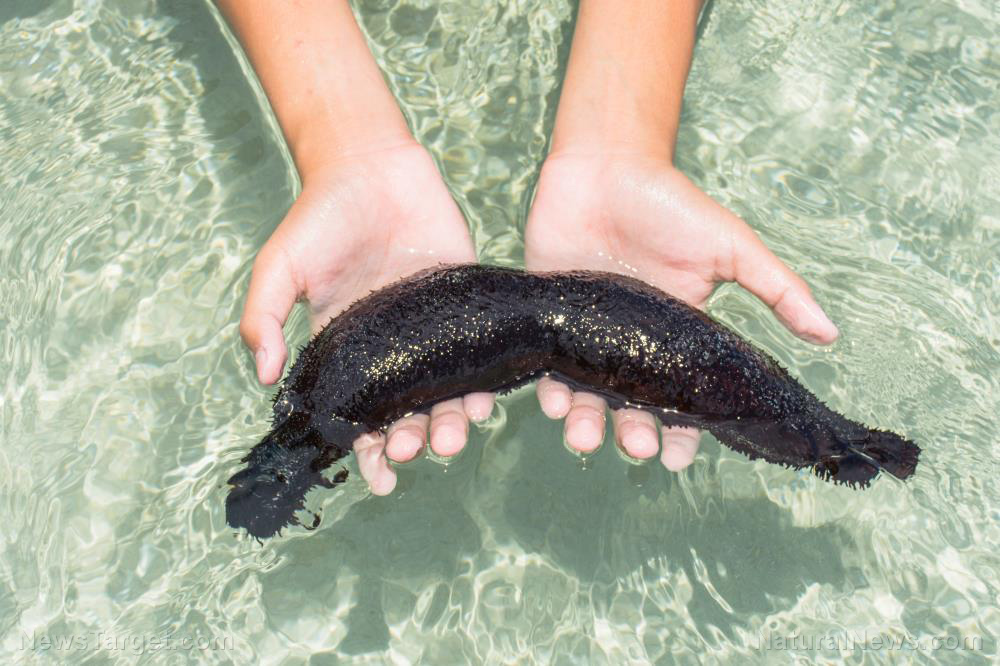 Image: Sea cucumber found to prevent or reduce asthma attacks