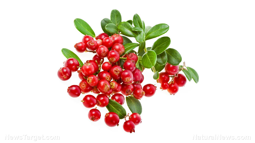 Image: 5 Health benefits that make lingonberry a real Scandinavian treasure