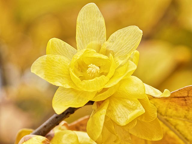 Image: Winter flower endemic to China, Chimonanthus or wintersweet, found to have a wide range of medicinal properties