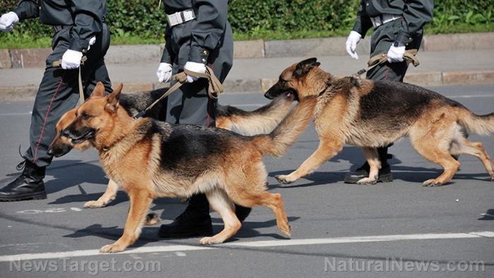 Image: Guard dog: 5 breeds that are perfect for protecting you