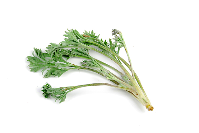 Image: Artemisia capillaris (wormwood) found to stimulate mineralization of bone, prevent bone loss