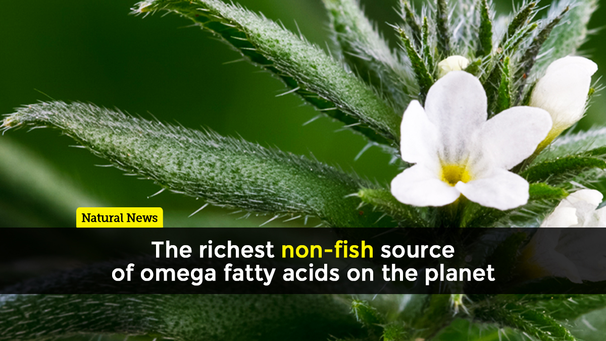 Image: Ahiflower: The richest non-fish source of omega fatty acids on the planet