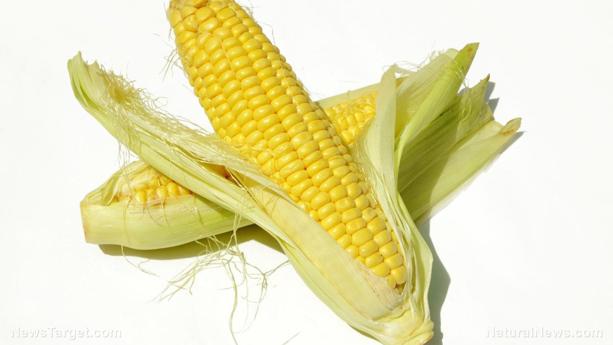 Image: Corn silk can prevent inflammation on a cellular level, according to study