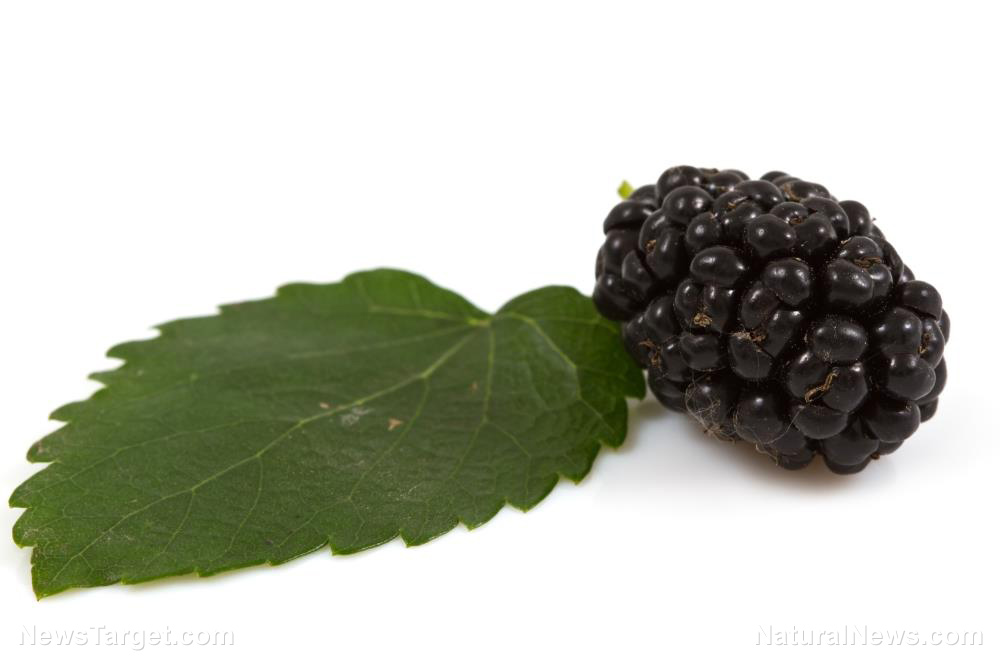 Image: Medicinal properties of mulberry may prove effective in treating diabetes mellitus