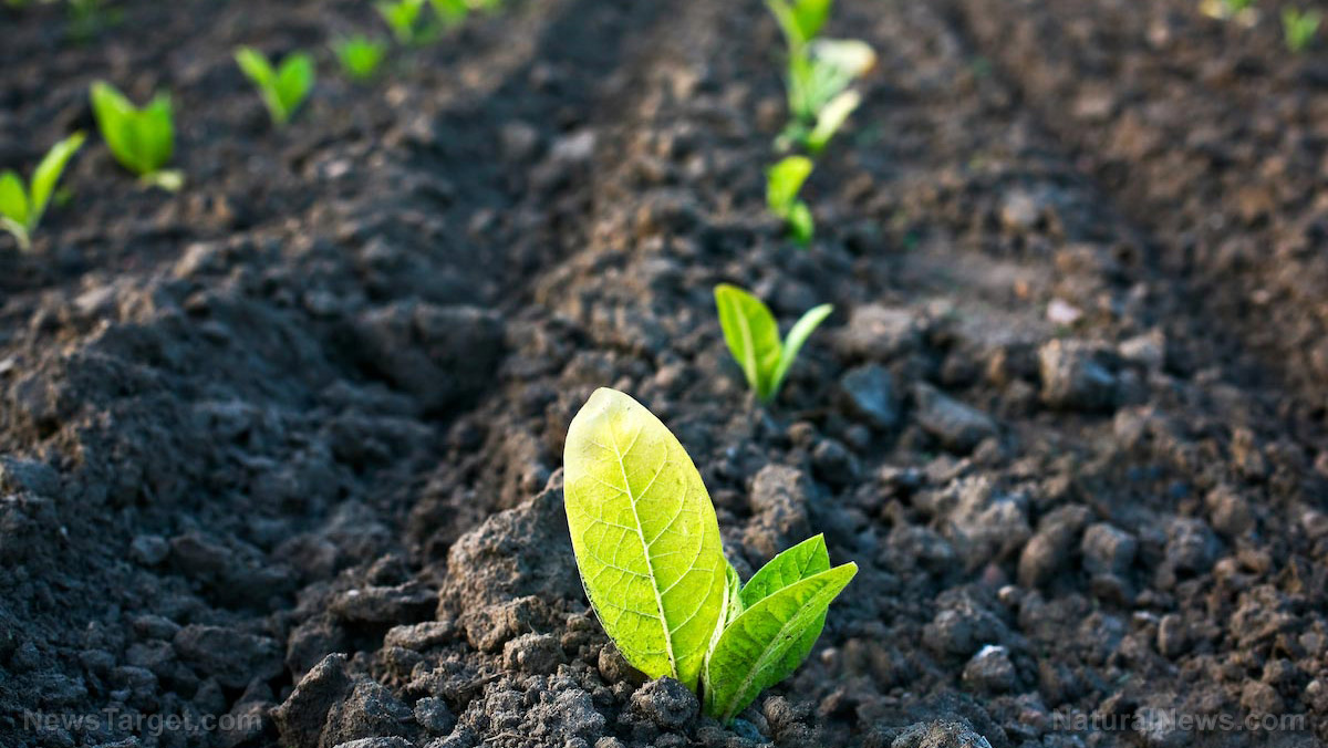 Image: Soils are healthier when they are treated with organic fertilizer: Study