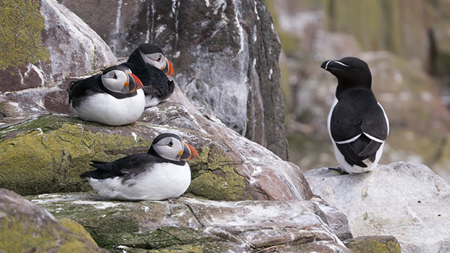 Image: Puffins are on the rebound: Researchers thought they were declining but they were just hiding from seals