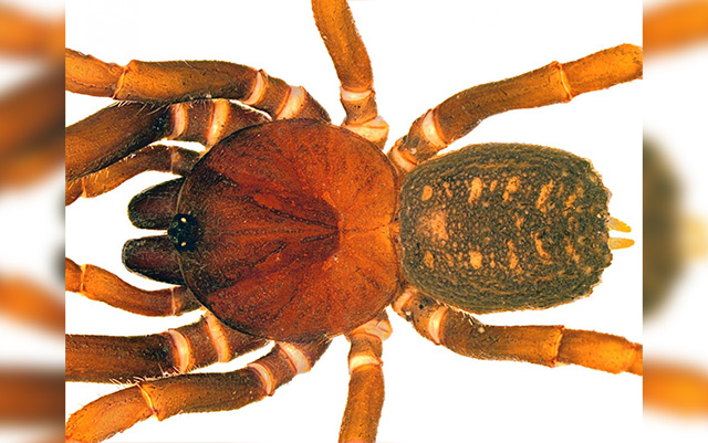Image: Here come the stormtrooper spiders! New spider species all look the same, like clones from Star Wars