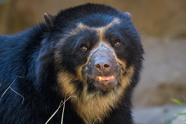 Image: Water cooler talk – Andean bears use water sources not only to drink, but also to communicate with others
