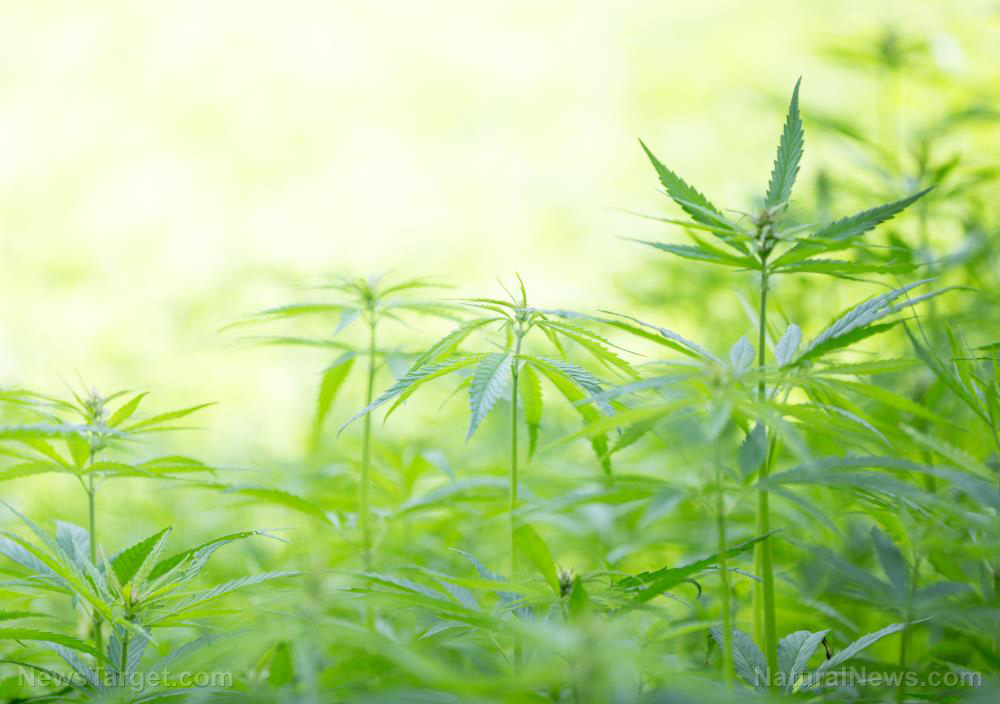 Image: Scientists conduct studies to help farmers successfully cultivate hemp