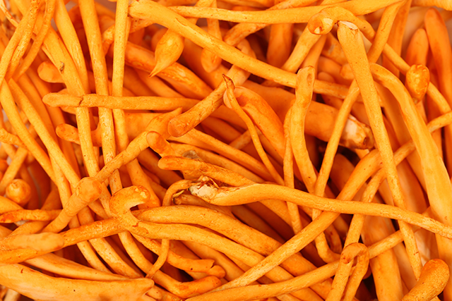 Image: Cordyceps mushrooms found to protect from allergens