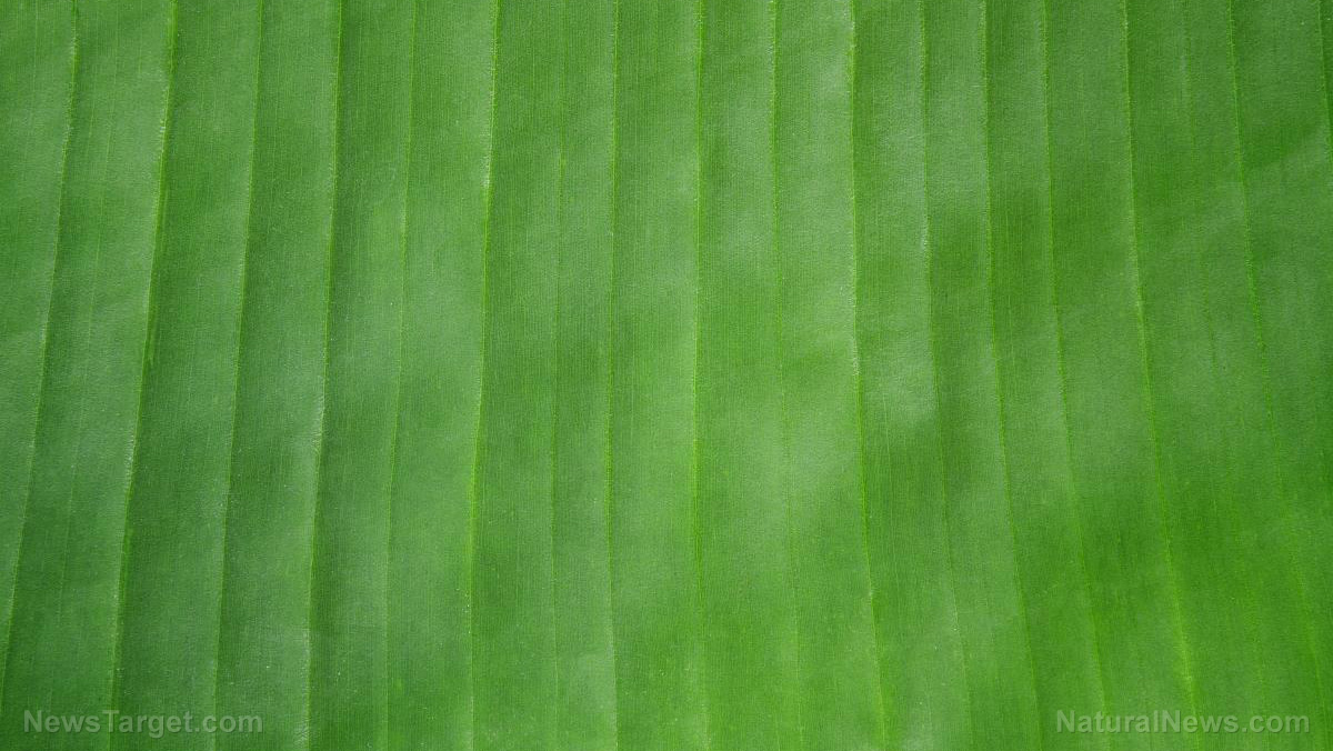 Image: Plastic waste reduced: Thailand and Vietnam use banana leaves as sustainable packaging