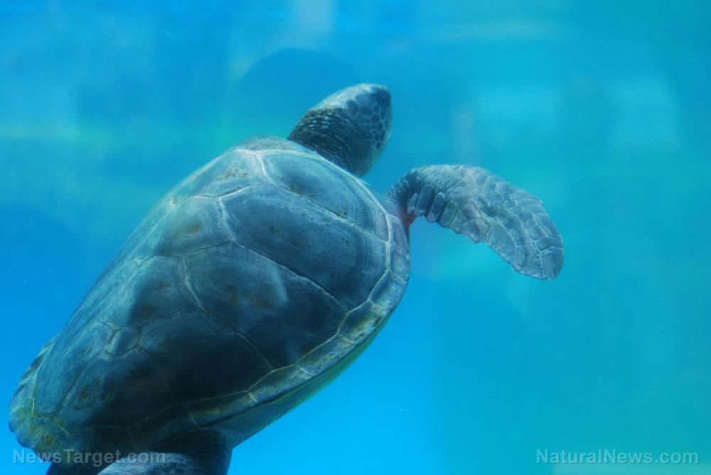 Image: The culprit behind coastal sea turtle die-offs in Australia finally identified: Heavy metals