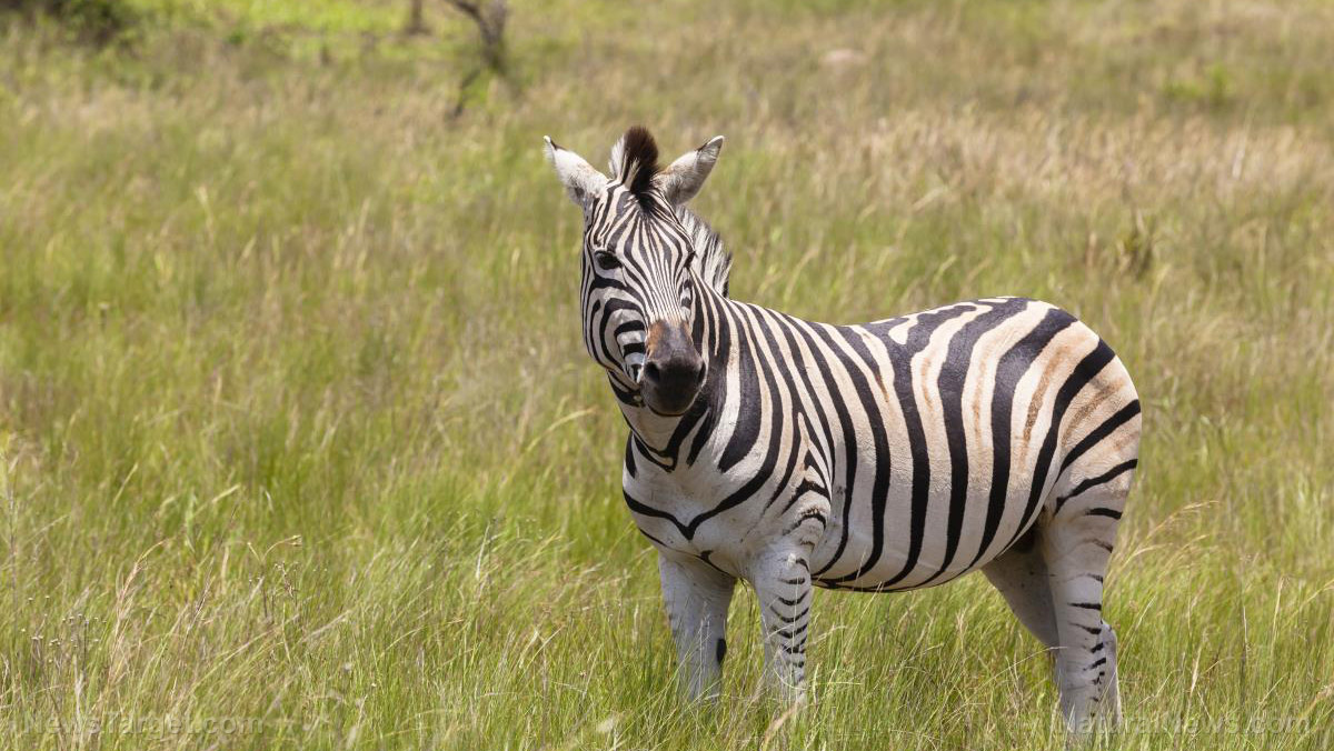 Image: Stripes make terrible landing strips: Flies bite zebras less because the contrast causes optical disruption, says a study
