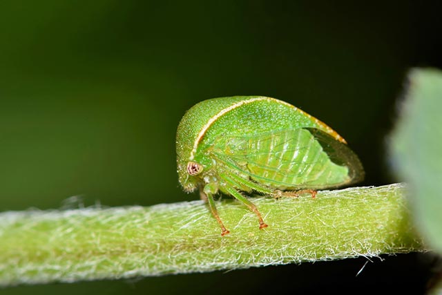 Image: Planthoppers “shake their bodies” to attract their mates