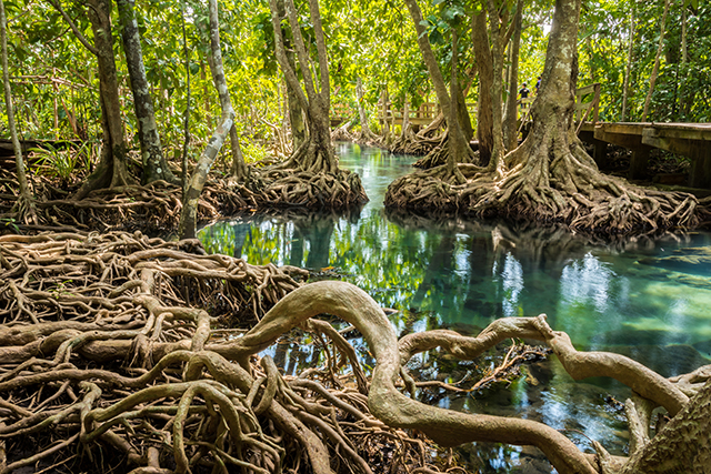 Image: Experts call for the protection of mangrove patches, no matter how big or small, to preserve “incredibly important ecosystems”