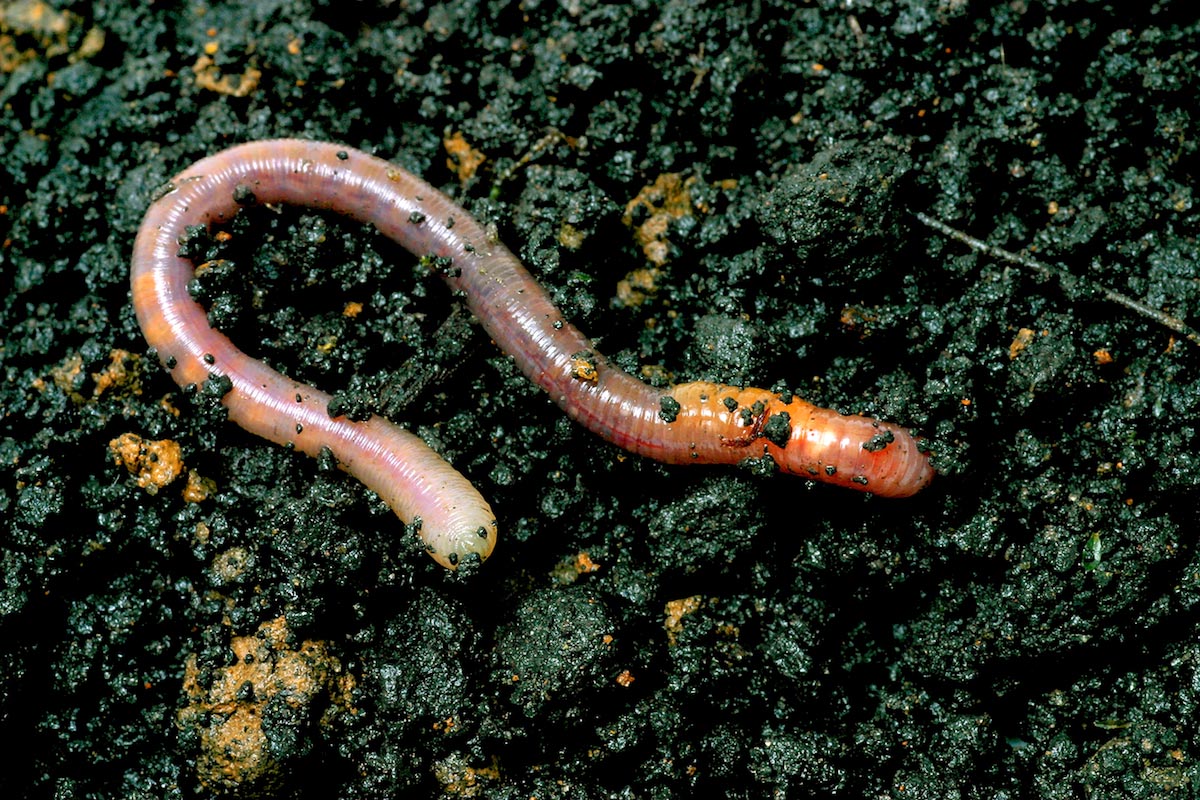Image: Worms are cool: They can regrow their brains if they lose their heads