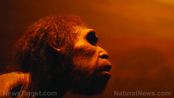 Image: Re-imagining cave men: New research finds that Neanderthals were not hunchbacks