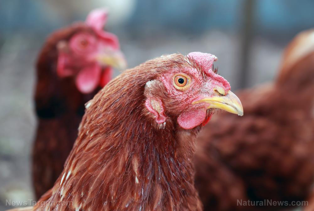 Image: Homesteading 101: Using chickens to help manage your compost