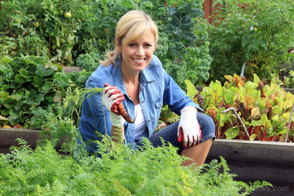 Image: Making and cultivating a garden on your own – no more grocery shopping, ever