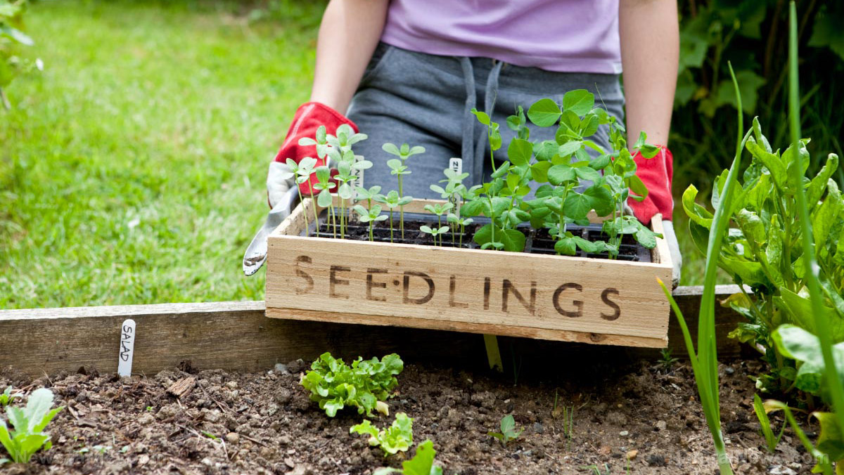Image: Gardening tips for seedling survival: The benefits of hardening off plants and vegetables