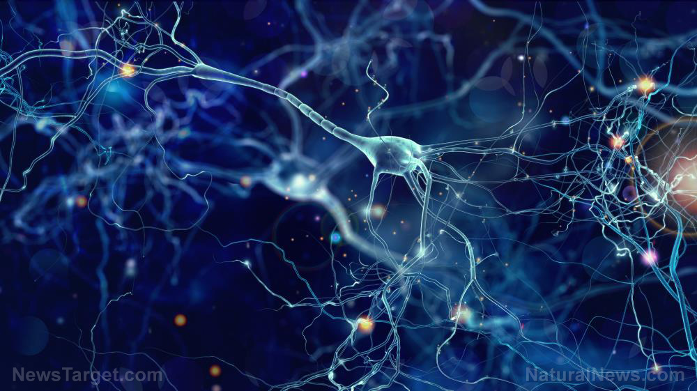 Image: Noninvasive form of brain stimulation improves memory among older people, study finds