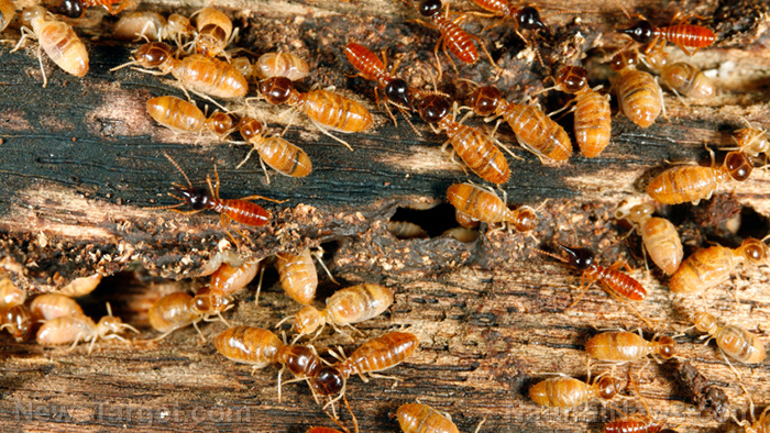 Image: Beneficial pests? Study shows that termites can alleviate the damage that droughts cause in tropical rainforests