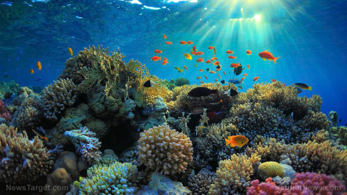 Image: Hope for reef fish: Ocean currents bring food to fish populations in damaged coral reefs