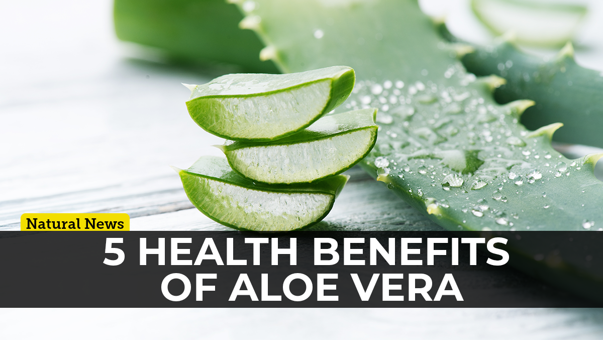 Image: Aloe vera: The plant of immortality with proven health benefits