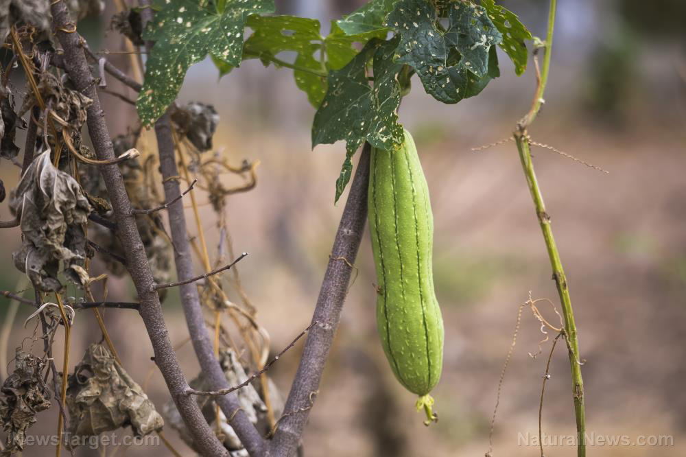 Image: The many survival uses of luffa