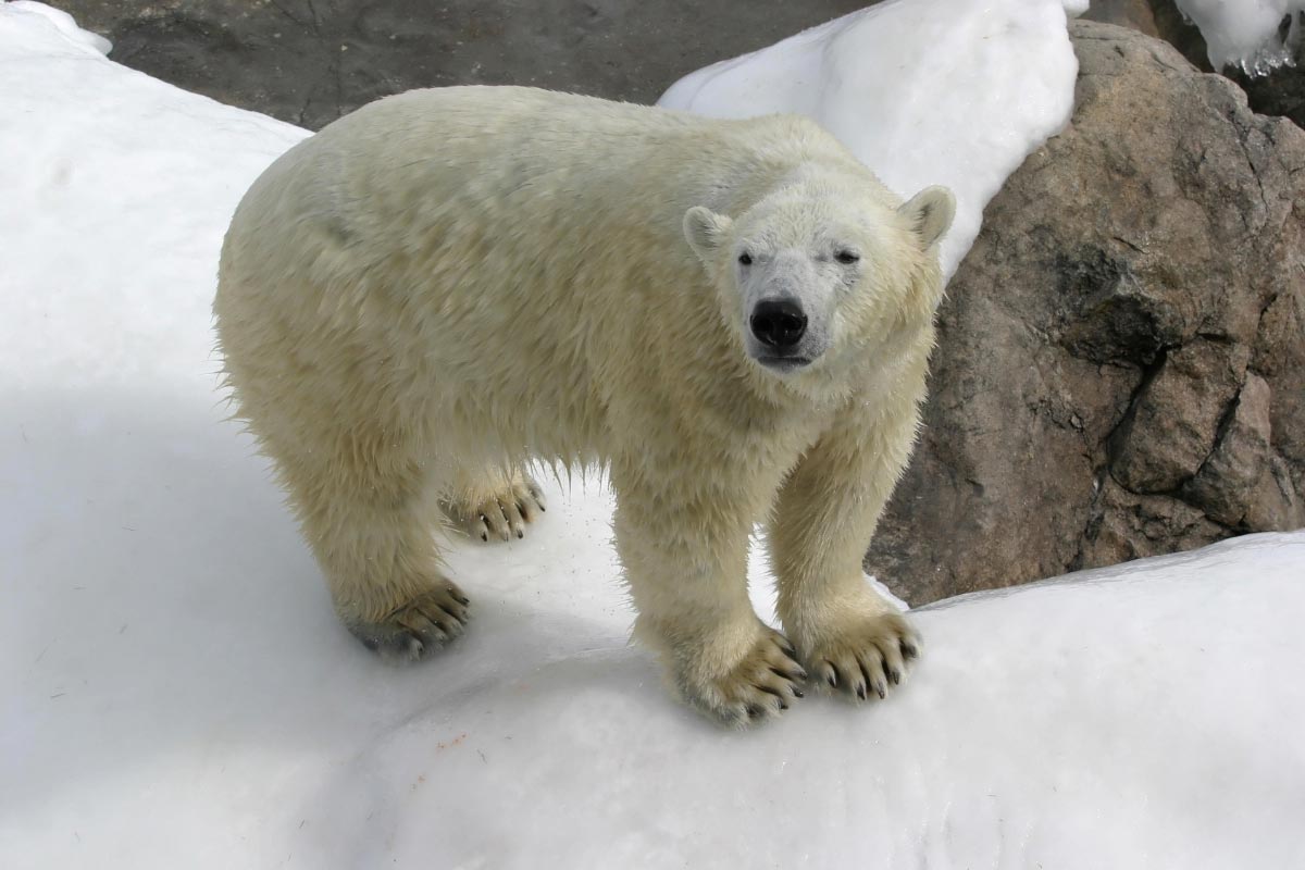 Image: Climate alarmists drop the polar bear as their mascot since polar bears are thriving, with record population numbers