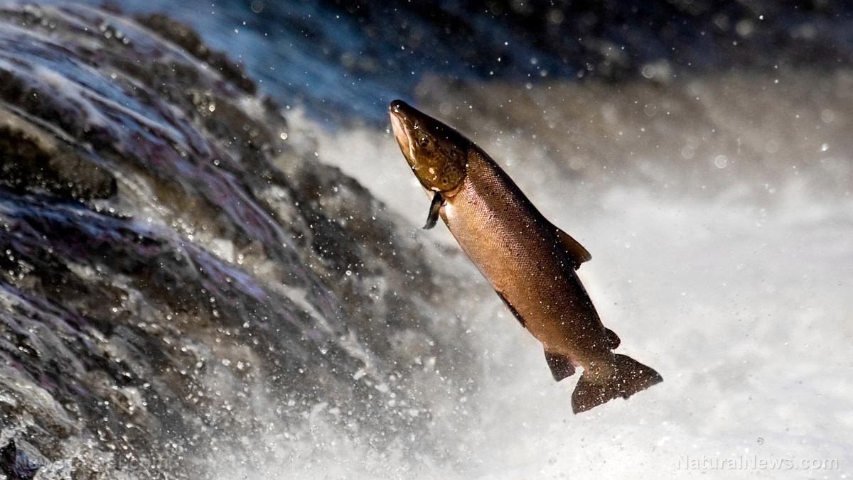 Image: Raising farmed salmon means KILLING tons of wild fish to make fish food