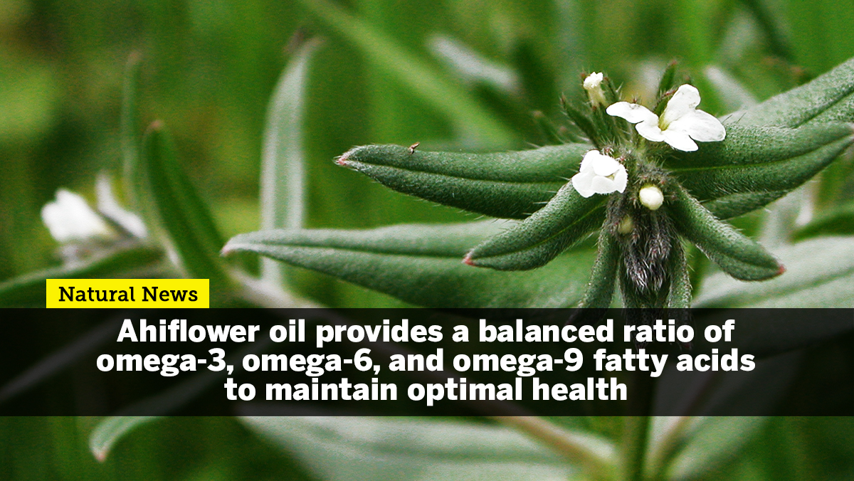 Image: Ahiflower oil provides a balanced ratio of omega-3, omega-6, and omega-9 fatty acids to maintain optimal health