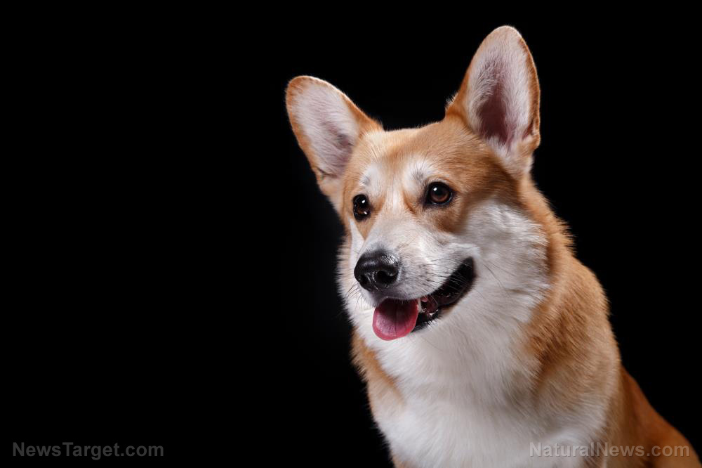 Image: Say “Cheese,” Fido: Can scientific data prove that dogs “smile” at their owners?
