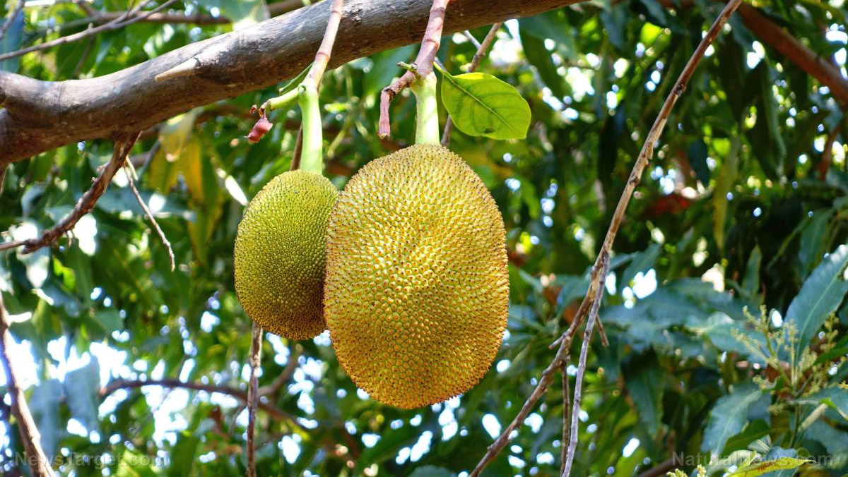 Image: Sustainable and easy to grow, jack fruit can help provide food independence to poor cultures