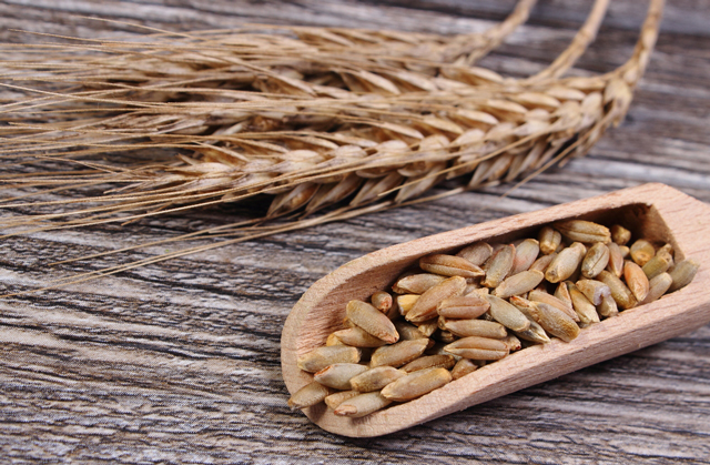 Image: Whole grain rye shown to boost gut health
