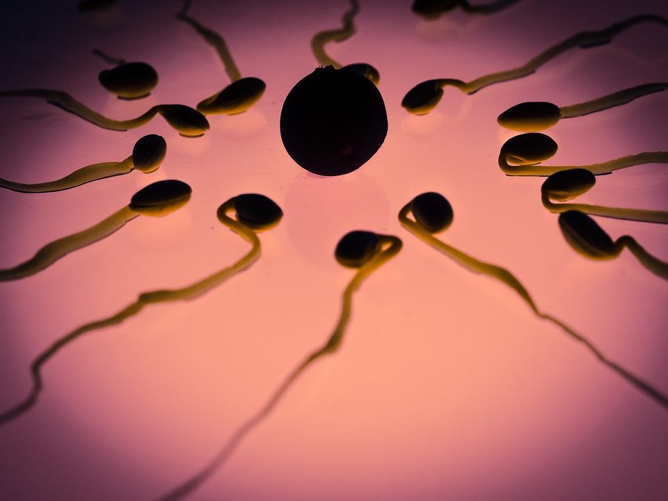 Image: Competitive sperm: Study reveals it performs better in the presence of sexual rivals