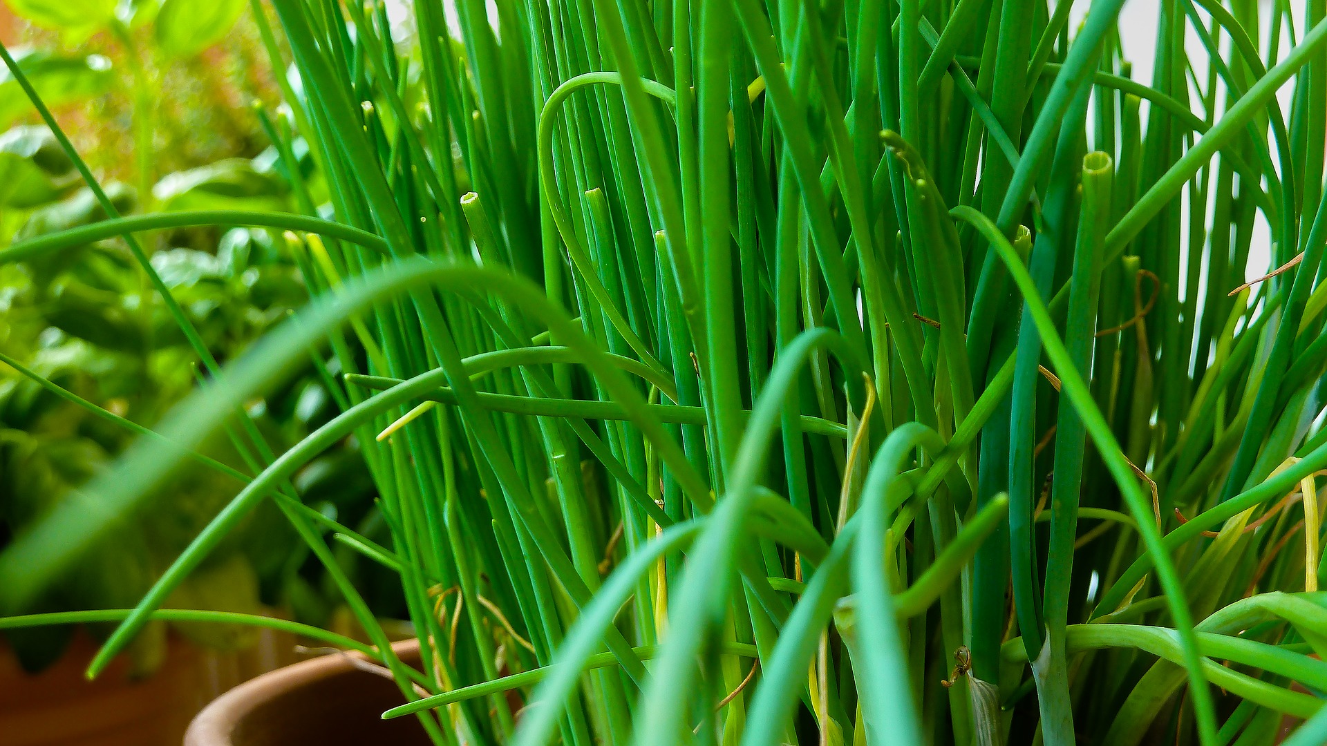 Image: How to grow a fresh supply of chives