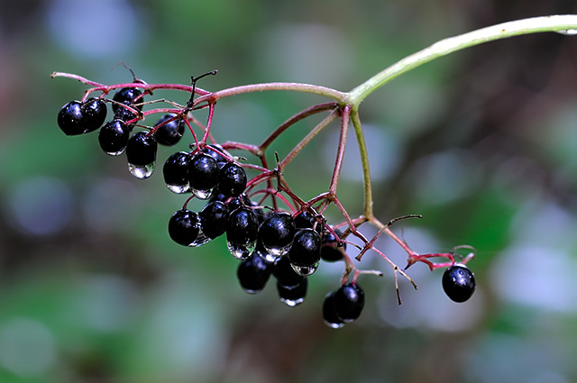 Image: Make your own elderberry extract at home for these 3 common illnesses