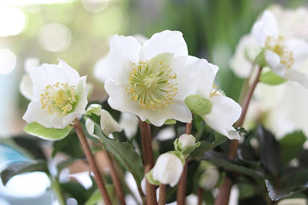 Image: Exploring the anti-tumor activity of Helleborus niger extracts
