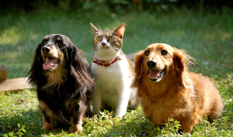 Image: Pet dander can affect different health outcomes – study