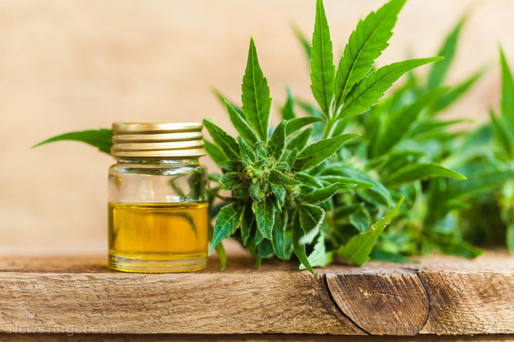 Image: Should you rely on cannabidiol (CBD) oil for pain relief when SHTF?