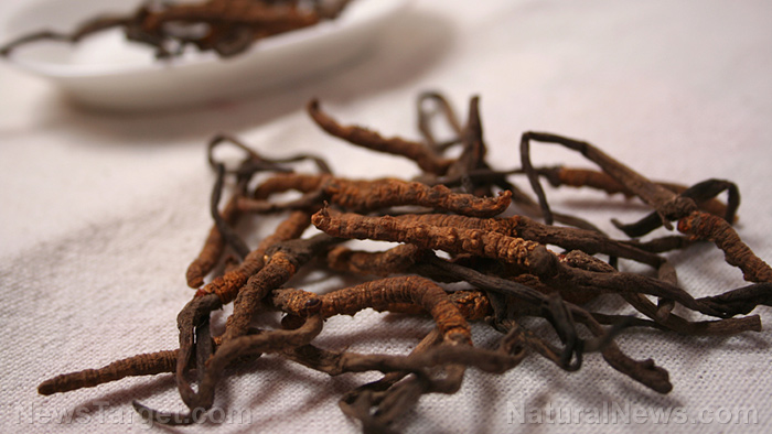 Image: Researchers look at the ability of cordyceps to “burn” fat in the liver