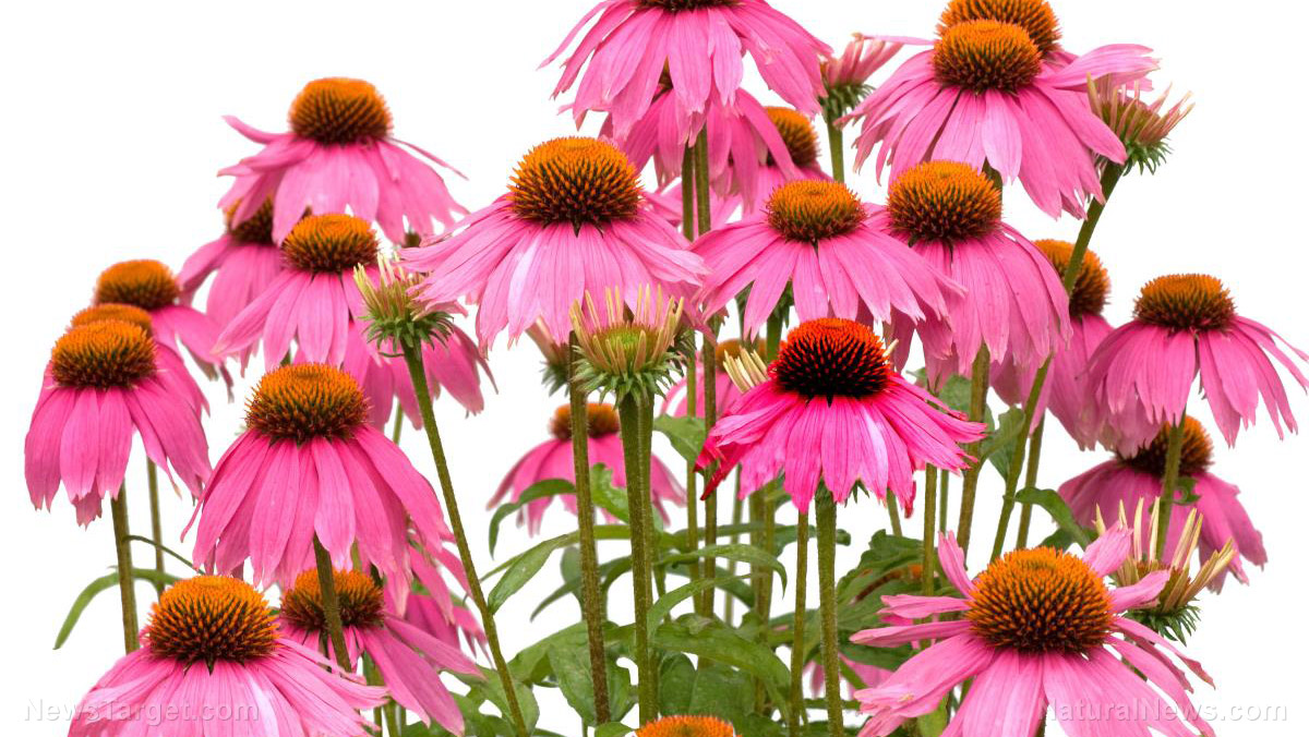 Image: Echinacea offers herbal relief for multiple sclerosis symptoms