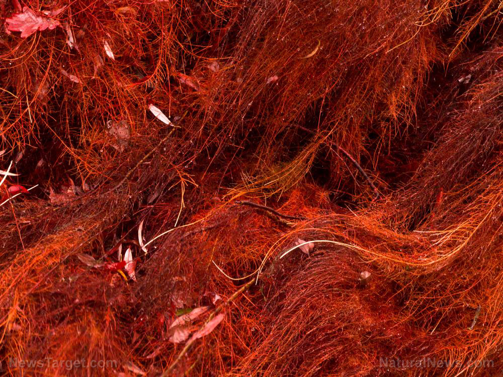 Image: A species of red algae found to improve circulation and protect against blood clots