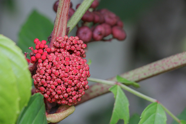 Image: Keep cancer at bay with these 5 tropical plants