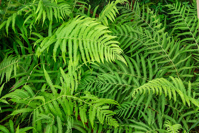 Image: Is this Chinese fern the key to preventing arsenic poisoning?