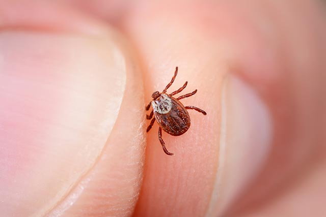 Image: Research shows that mites and ticks are related, but how do you get rid of them at home?