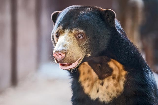 Image: Endangered bear species can mimic each other’s facial expressions to communicate