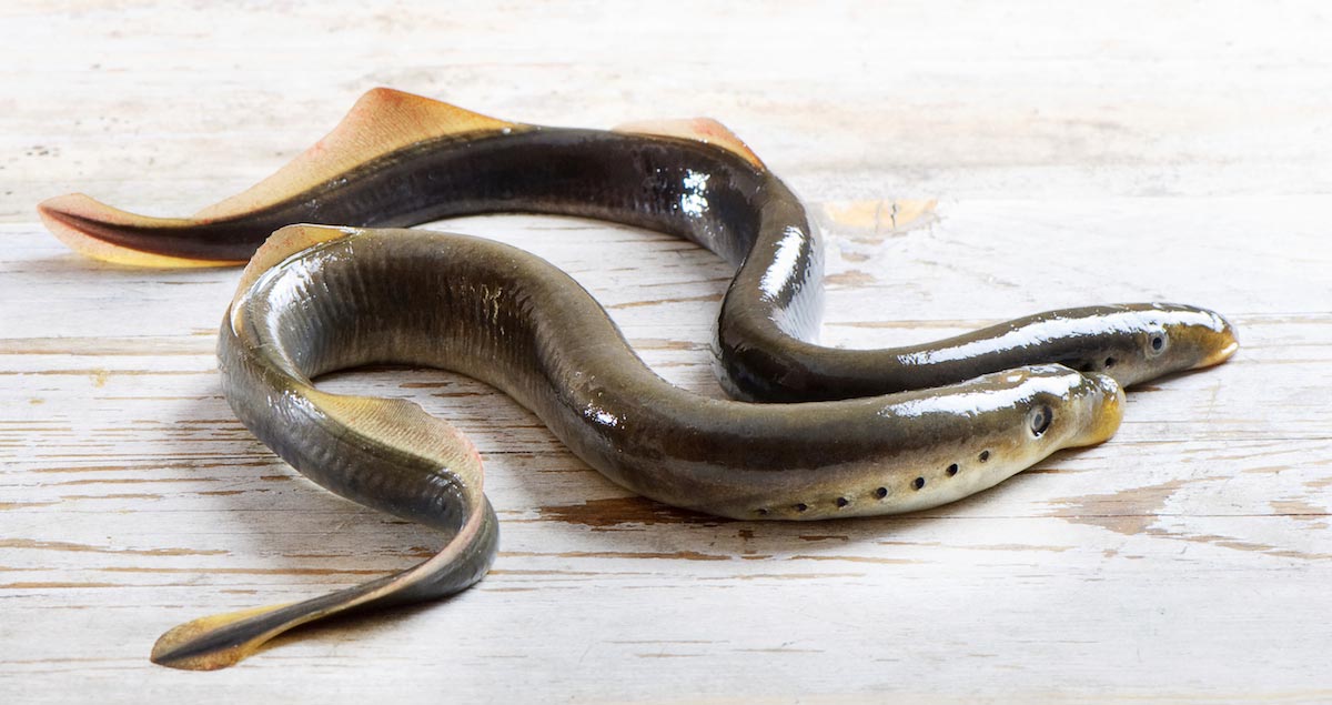 Image: Scientists discover toxic metals in reproductive organs of endangered eels